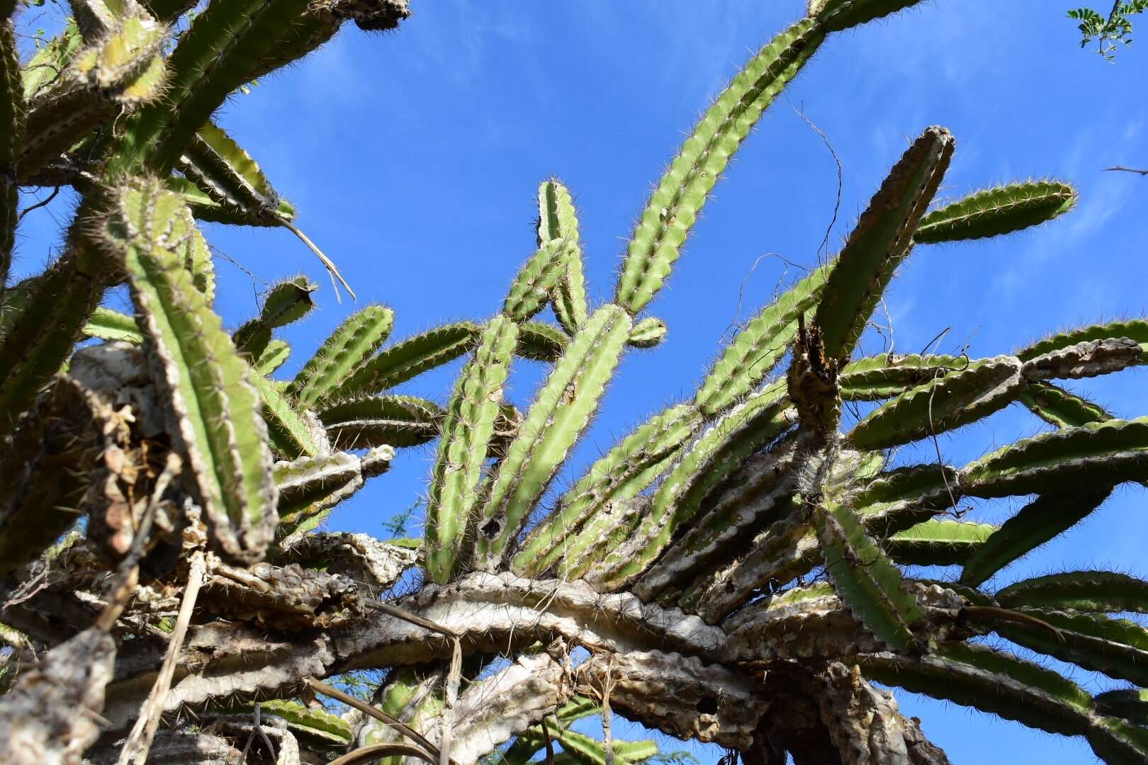 Image of Leptocereus paniculatus (Lam.) D. R. Hunt