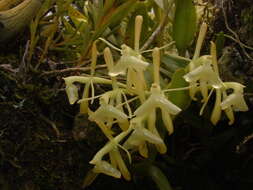 Image of Epidendrum difforme Jacq.