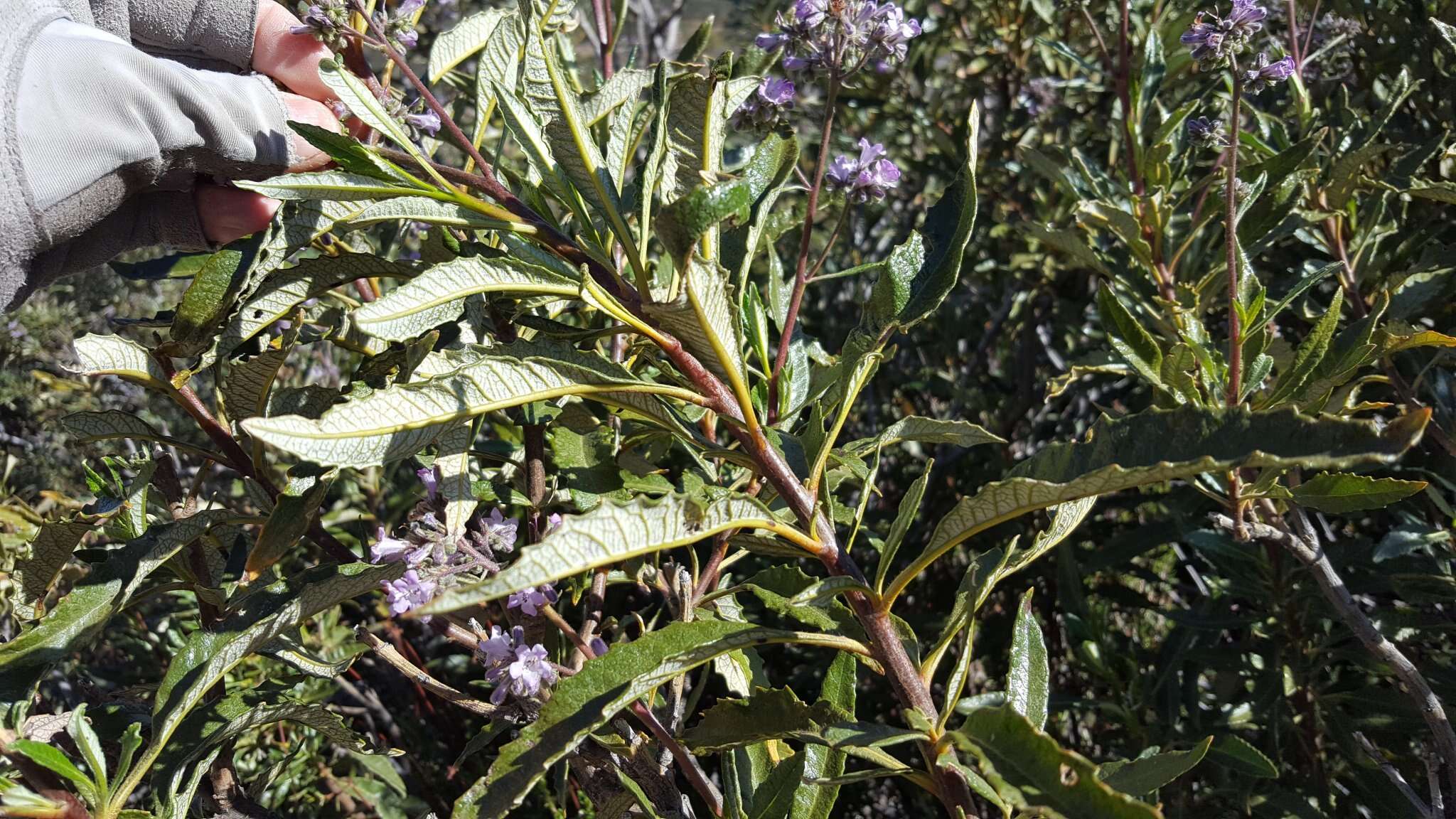 Image of hairy yerba santa