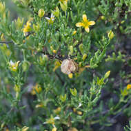 Image of Roepera aurantiaca Lindl.