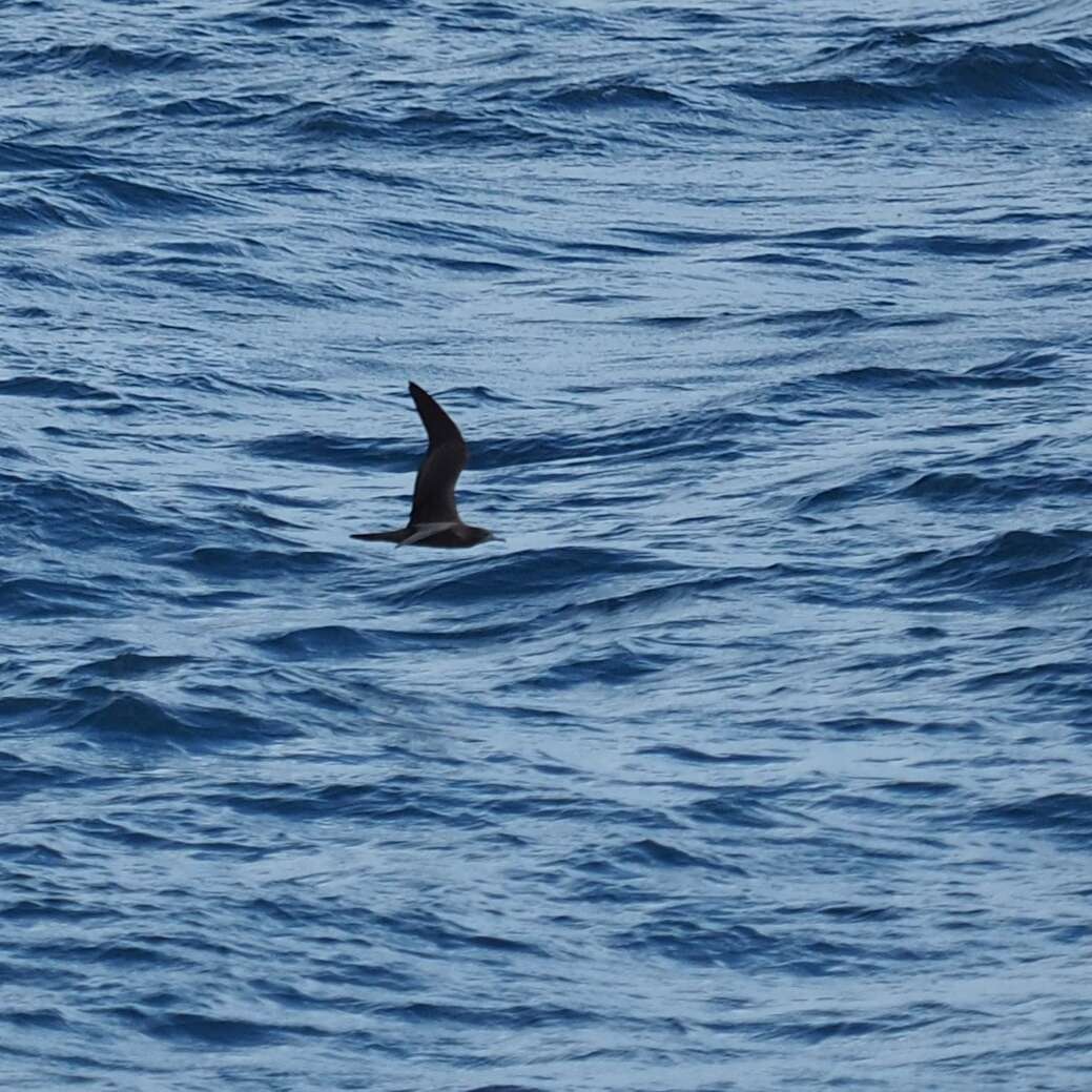 Image of Wedge-tailed Shearwater