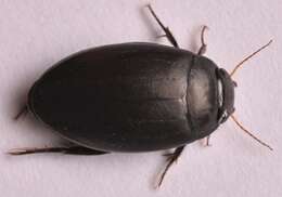 Image of Agabus (Gaurodytes) bipustulatus (Linnaeus 1767)