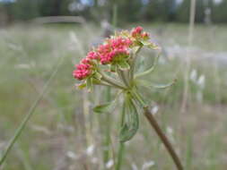 صورة Eriogonum umbellatum var. majus Hooker