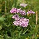 Image of Achillea distans subsp. stricta (Schleich. ex Gremli) Janch.