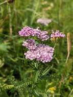 صورة Achillea distans subsp. stricta (Schleich. ex Gremli) Janch.