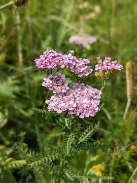 Image of Achillea distans subsp. stricta (Schleich. ex Gremli) Janch.