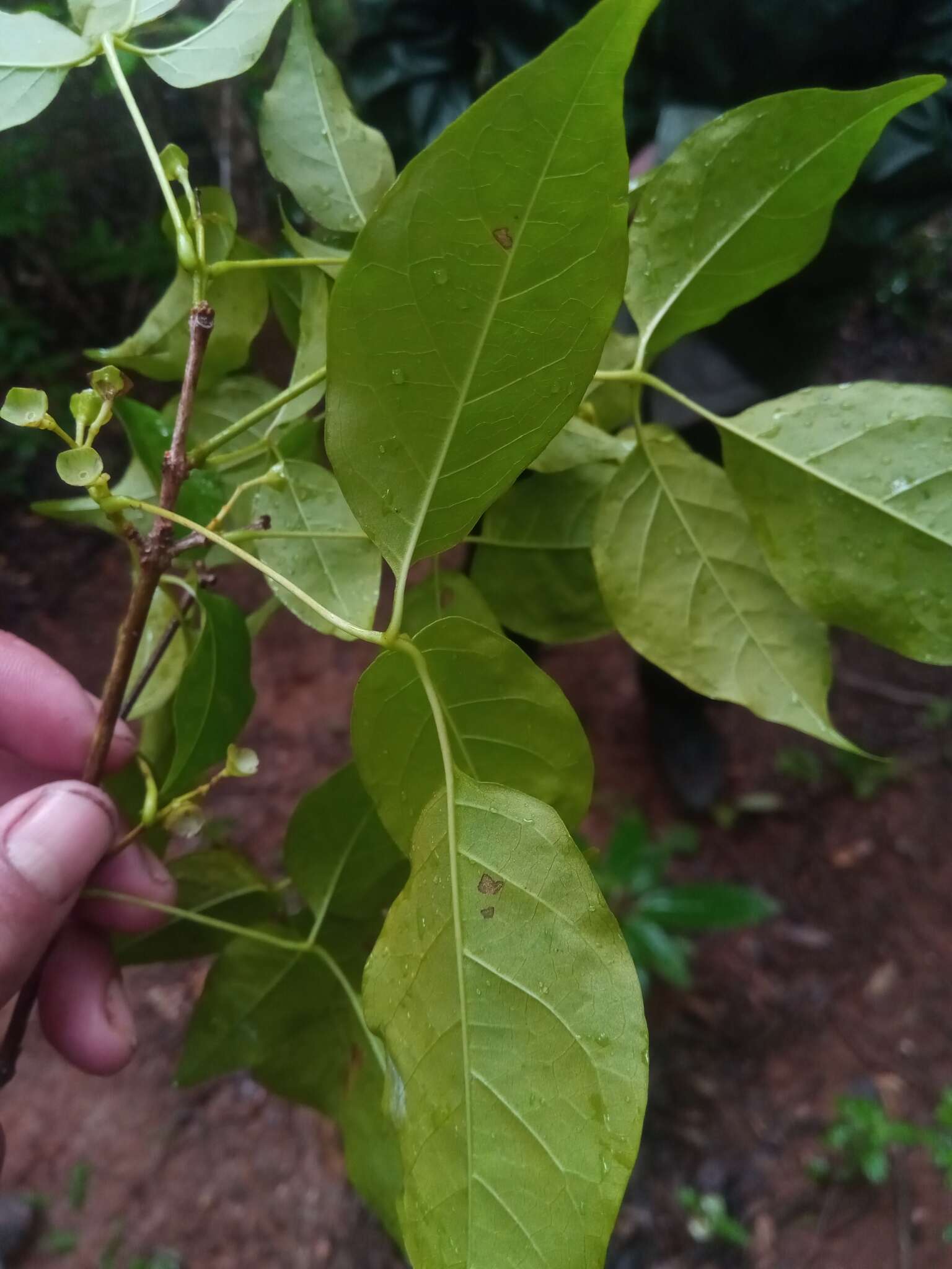 Imagem de Vitex pervillei Baker