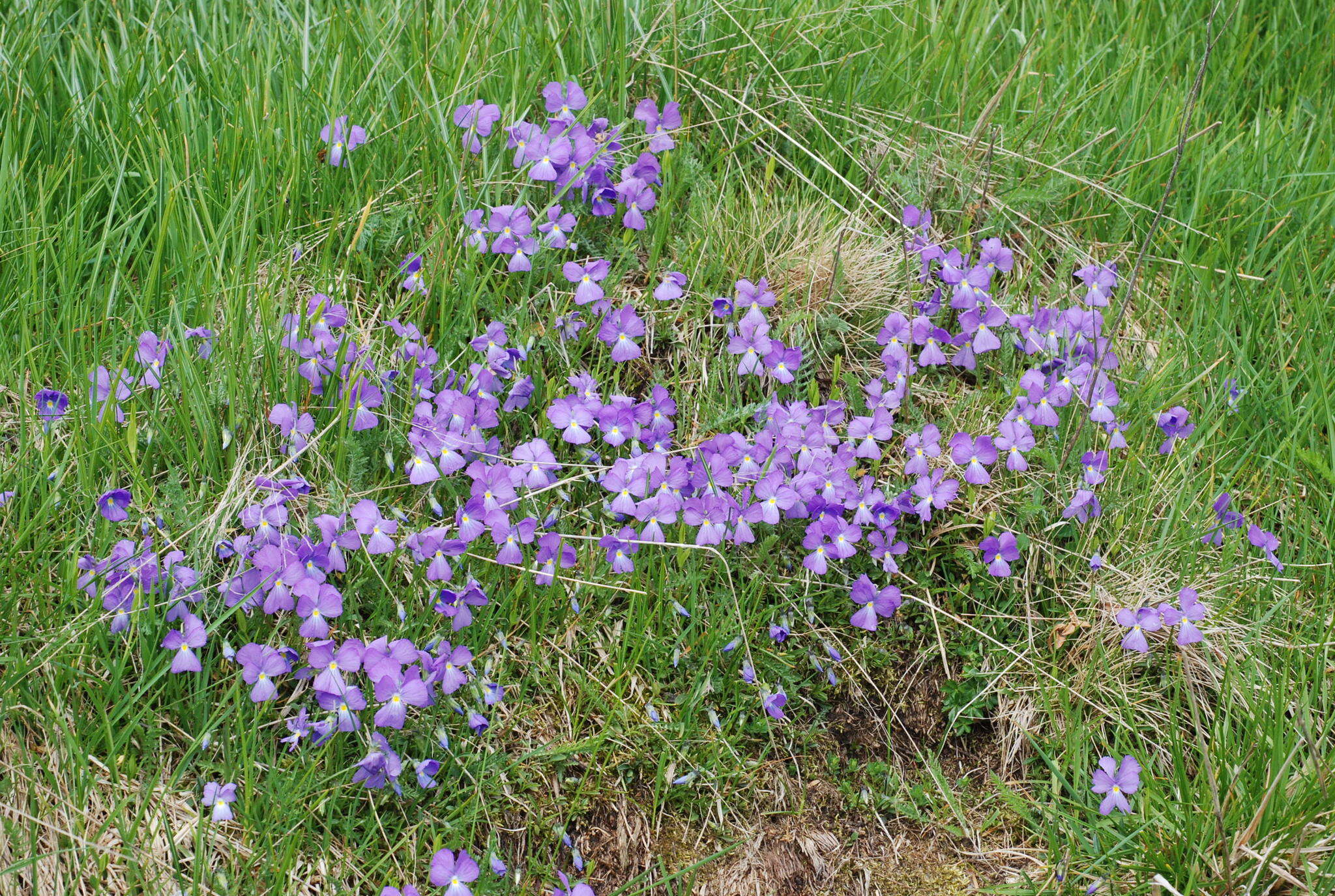 Image of Viola culminis F. Fen. & Moraldo