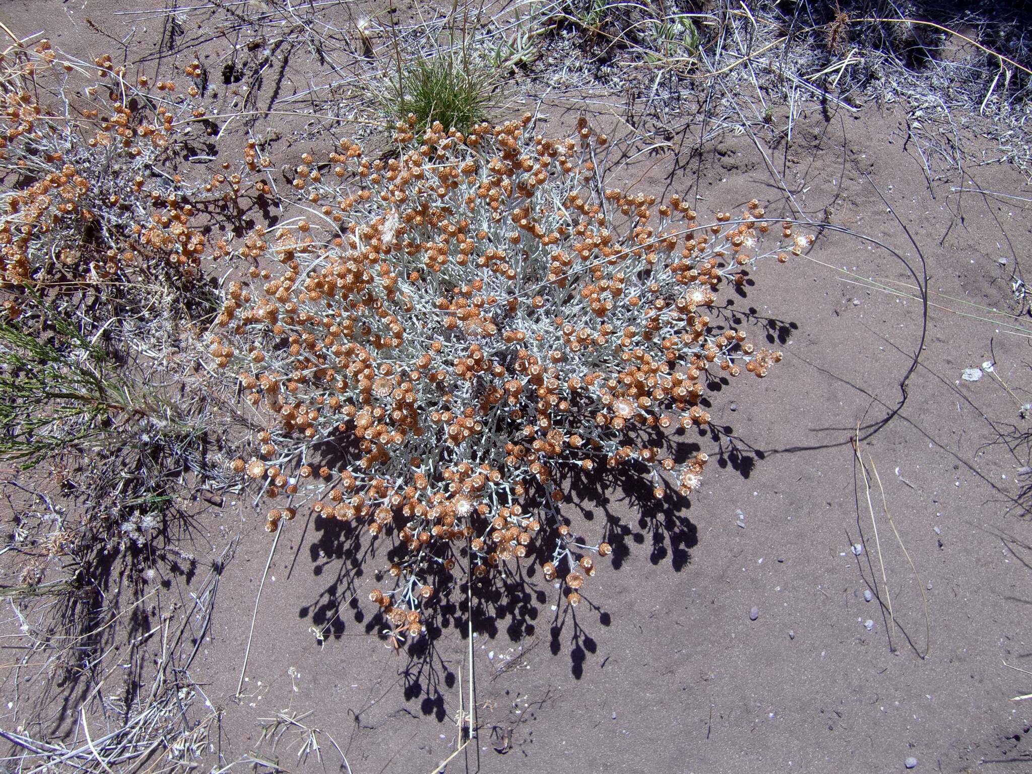 Image de Helichrysum cochleariforme DC.