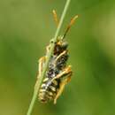 Image of Nomada nobilis Herrich-Schäffer 1839