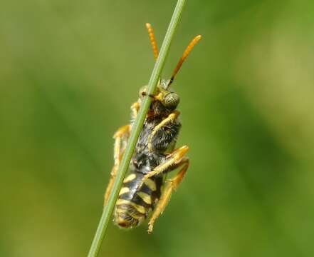 Image of Nomada nobilis Herrich-Schäffer 1839