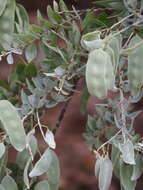 Image of Acacia pyrifolia DC.