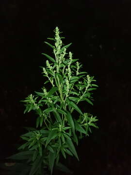 Imagem de Solidago altissima subsp. altissima