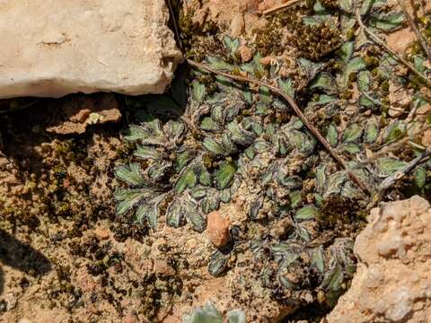 Image of Riccia atromarginata Levier