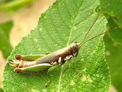 Image de Proctolabus cerciatus Hebard 1925