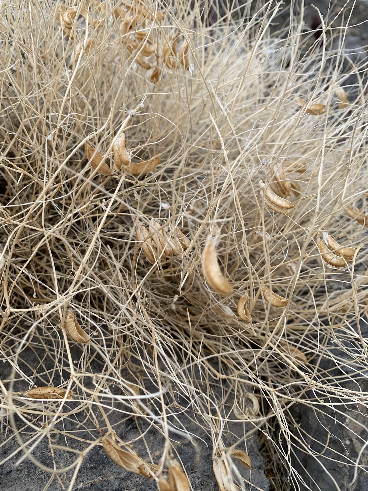 Image of Ackerman's milkvetch