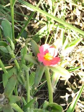 Image of Portulaca cryptopetala Speg.