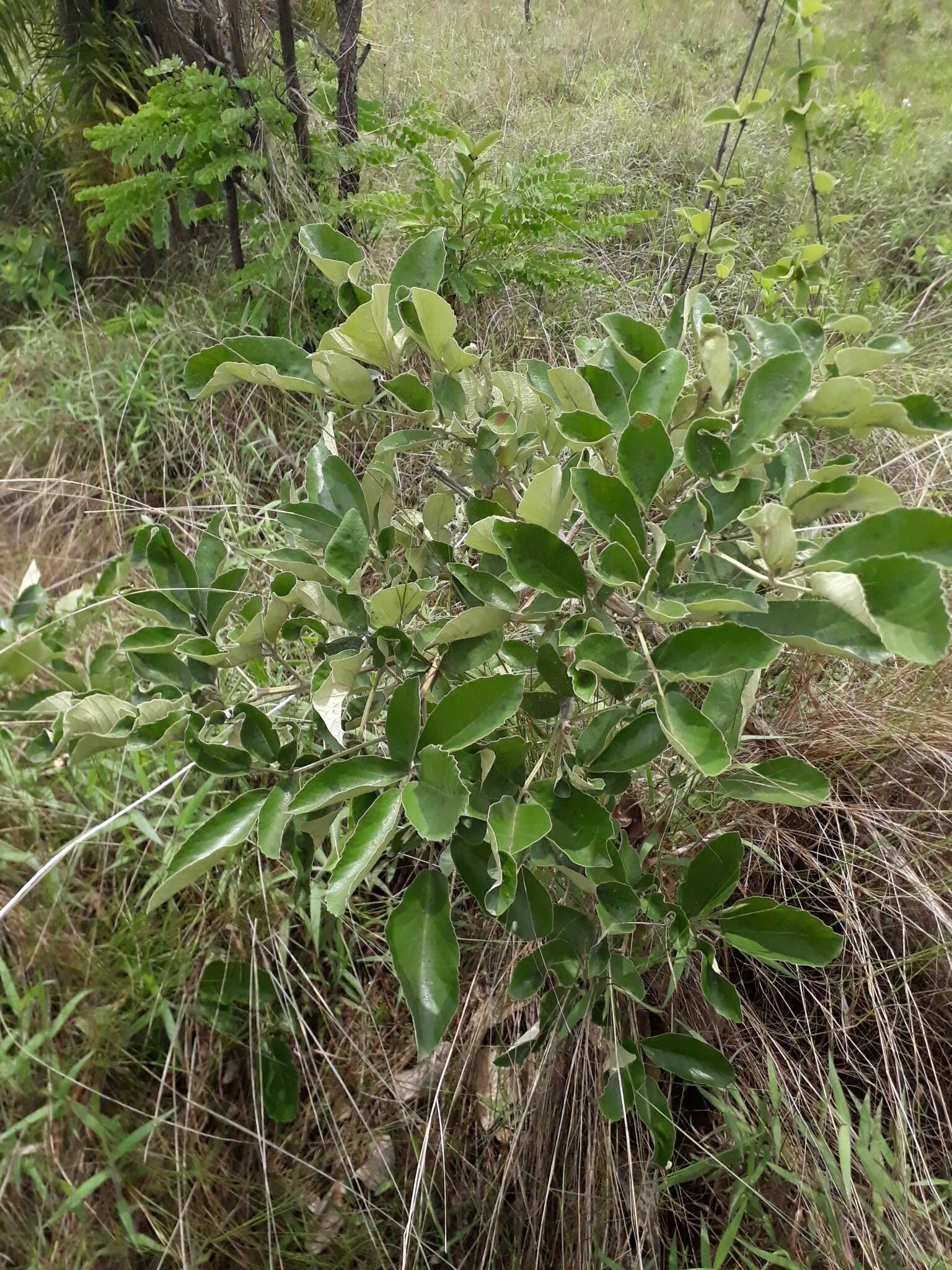 Image of Handroanthus ochraceus subsp. ochraceus