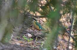 Image of African Pitta