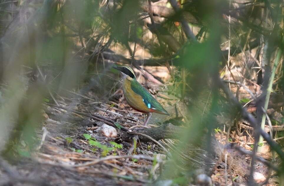 Image of African Pitta