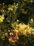 Acacia irrorata Sieber ex Spreng. resmi