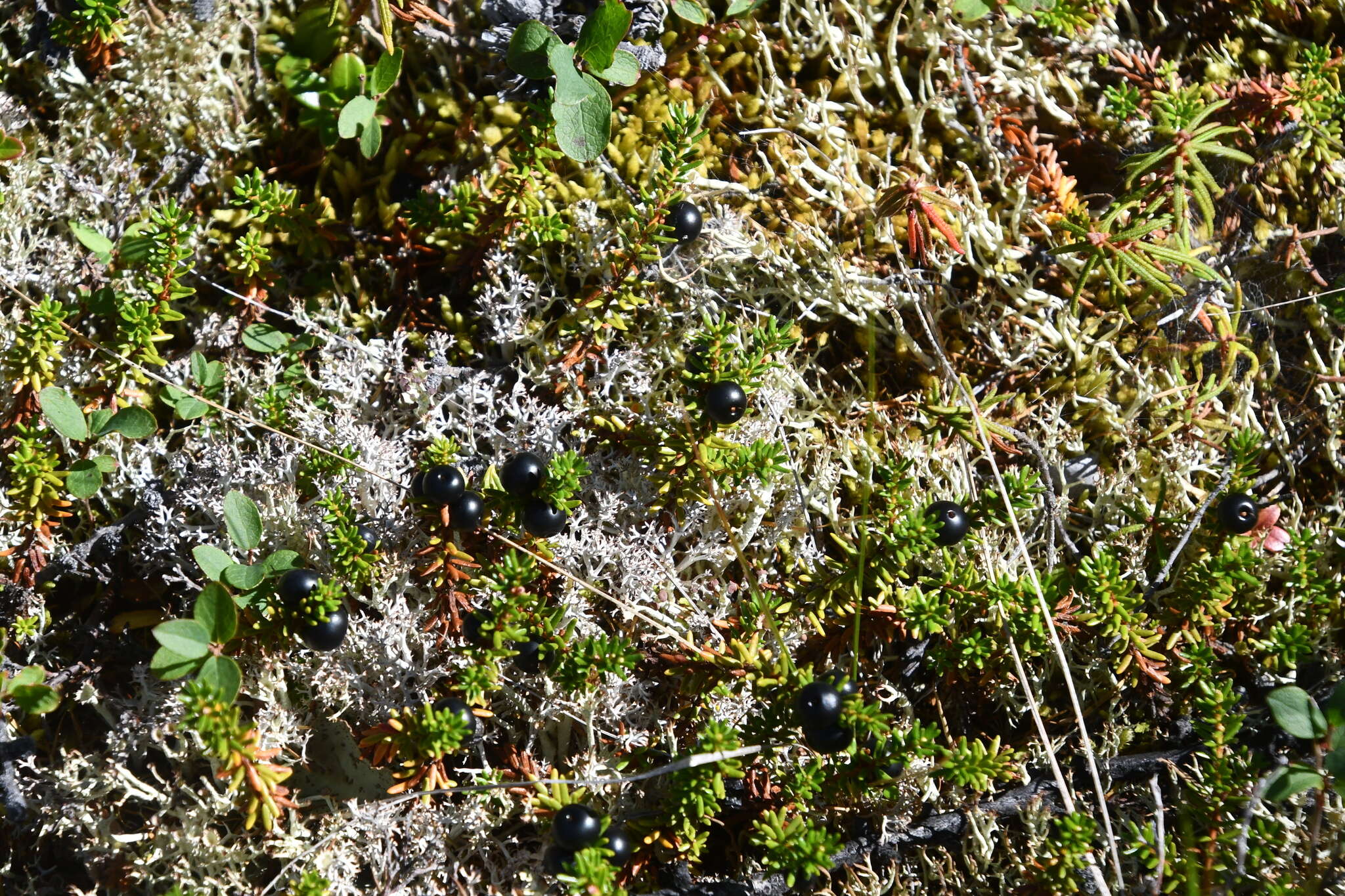 Image of Empetrum nigrum subsp. subholarcticum (V. Vassil.) Kuvaev