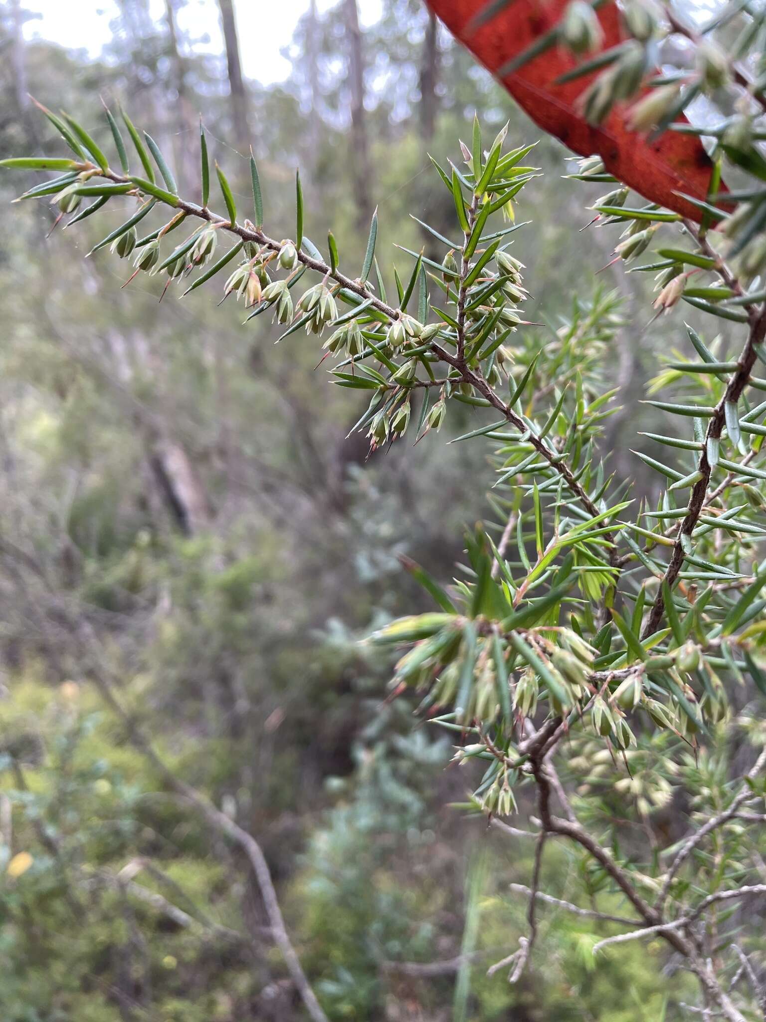 Image of Styphelia exolasia