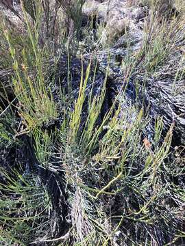 Imagem de Ephedra chilensis C. Presl