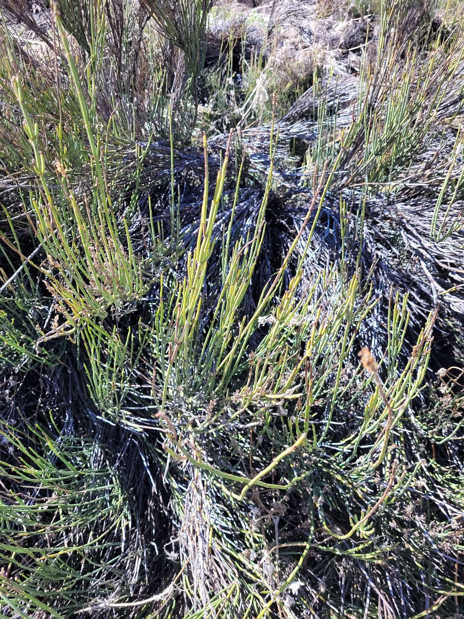 Image of Ephedra chilensis C. Presl