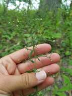 Plancia ëd Symphyotrichum shortii (Lindl.) G. L. Nesom