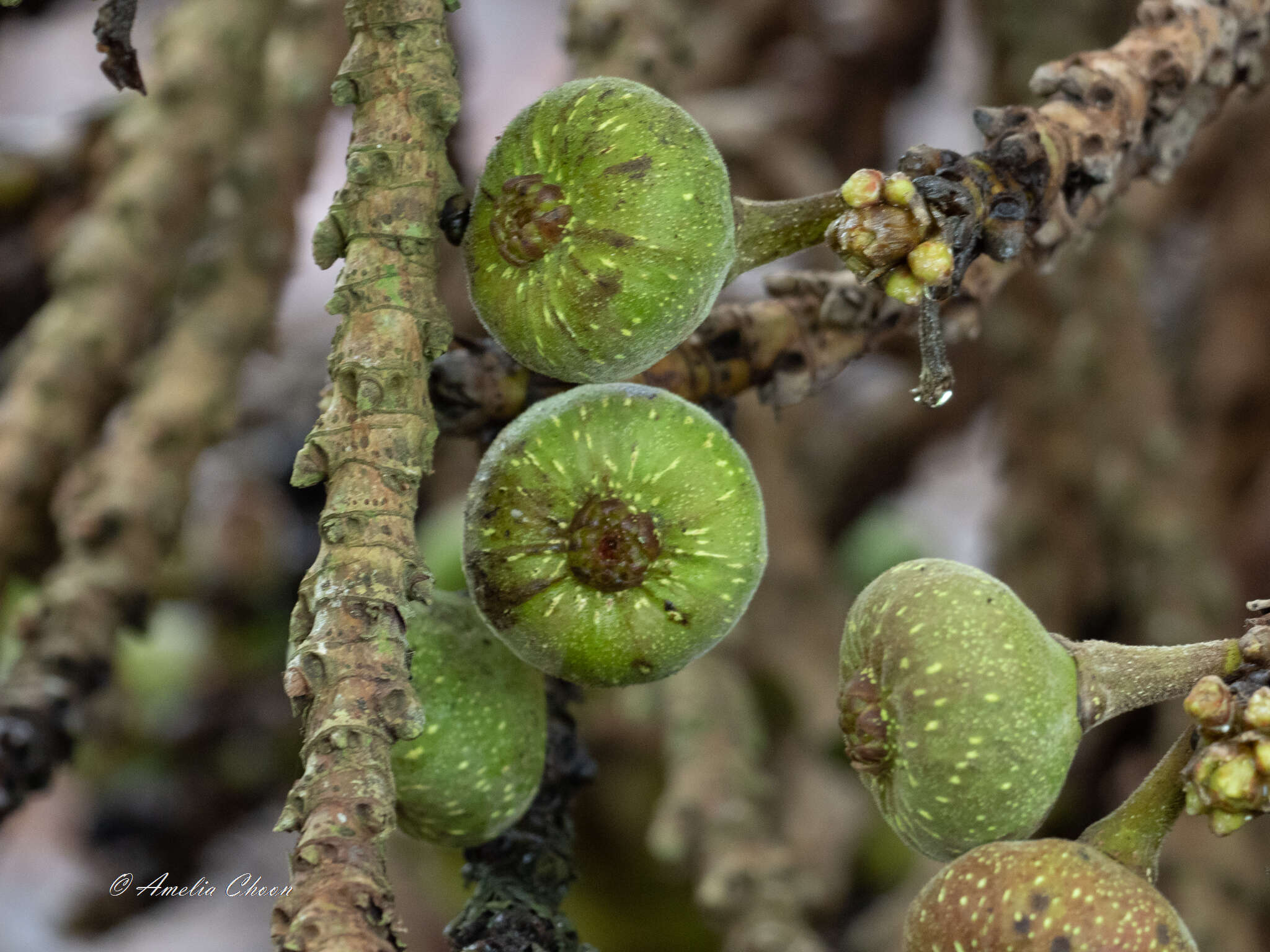 Image of Roxburgh fig