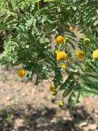 Imagem de Vachellia davyi (N. E. Br.) Kyal. & Boatwr.