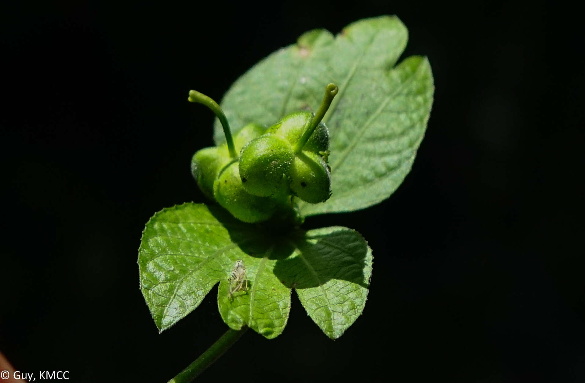 Plancia ëd Dalechampia chlorocephala Denis