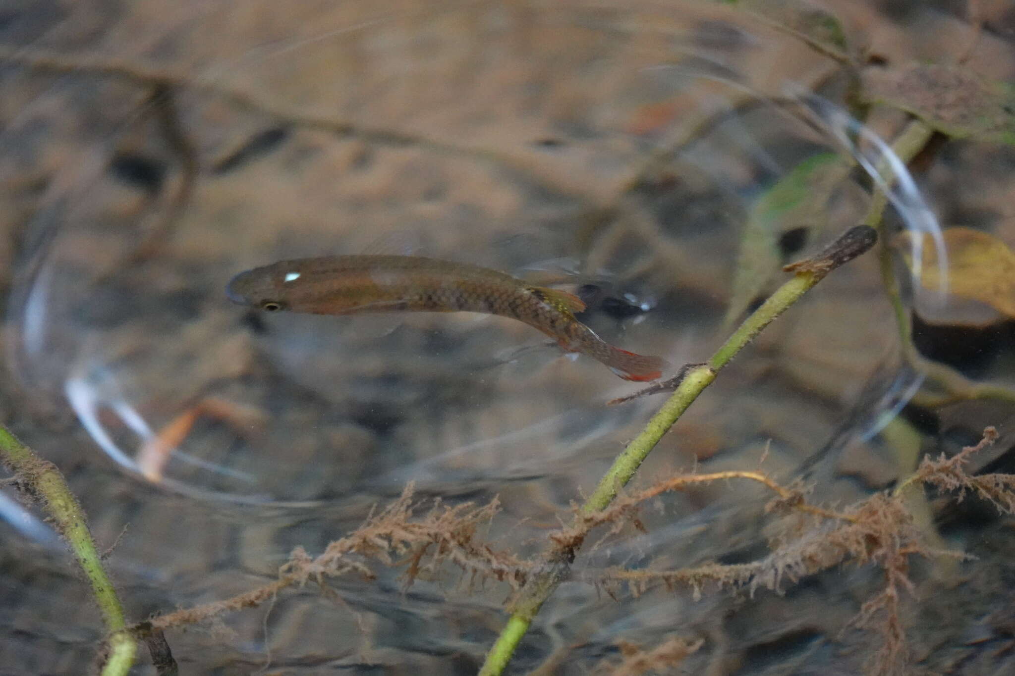 Image of Golden Wonder Killifish