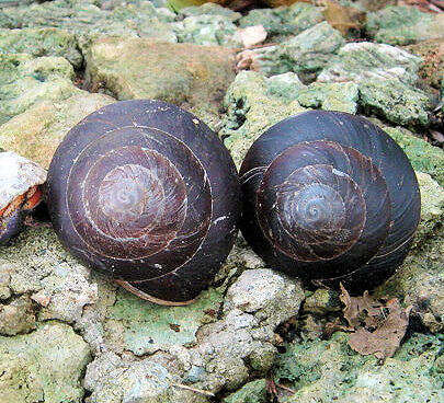 Image of Caracolus excellens (L. Pfeiffer 1853)