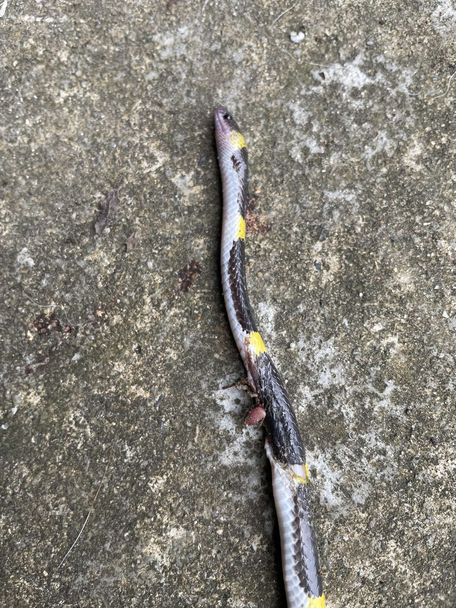 Image of Laos Wolf Snake