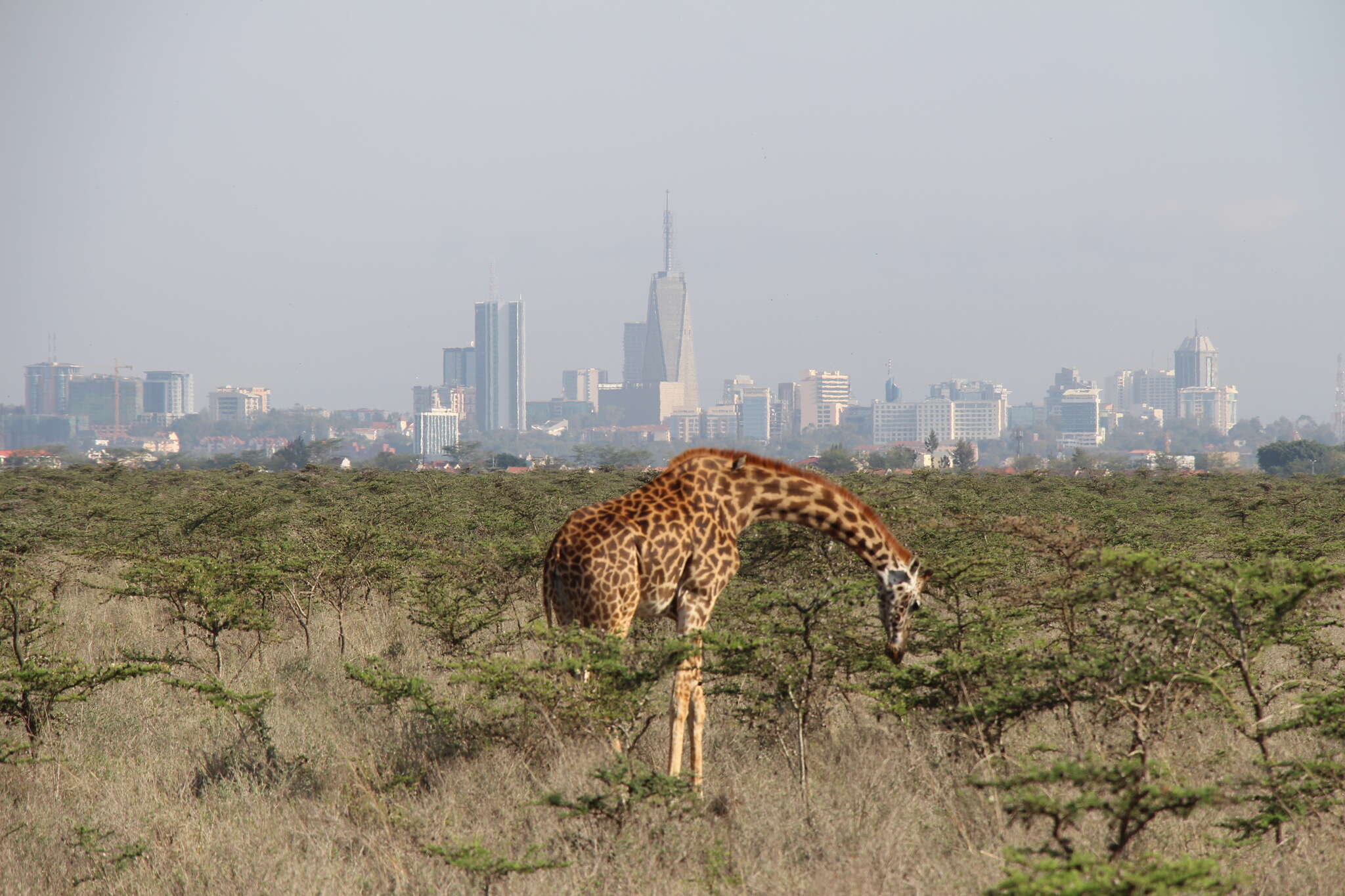 Image of Giraffa camelopardalis tippelskirchi Matschie 1898