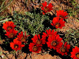 Image of Gazania krebsiana subsp. krebsiana