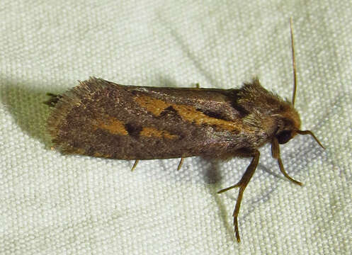 Image of Clemens' Grass Tubeworm Moth