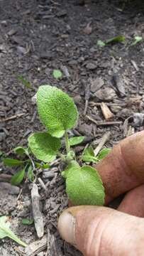 Image of Phlomis russeliana (Sims) Lag. ex Benth.