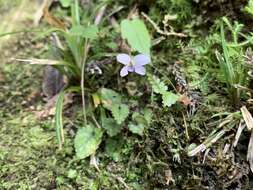 صورة Viola mucronulifera Hand.-Mazz.