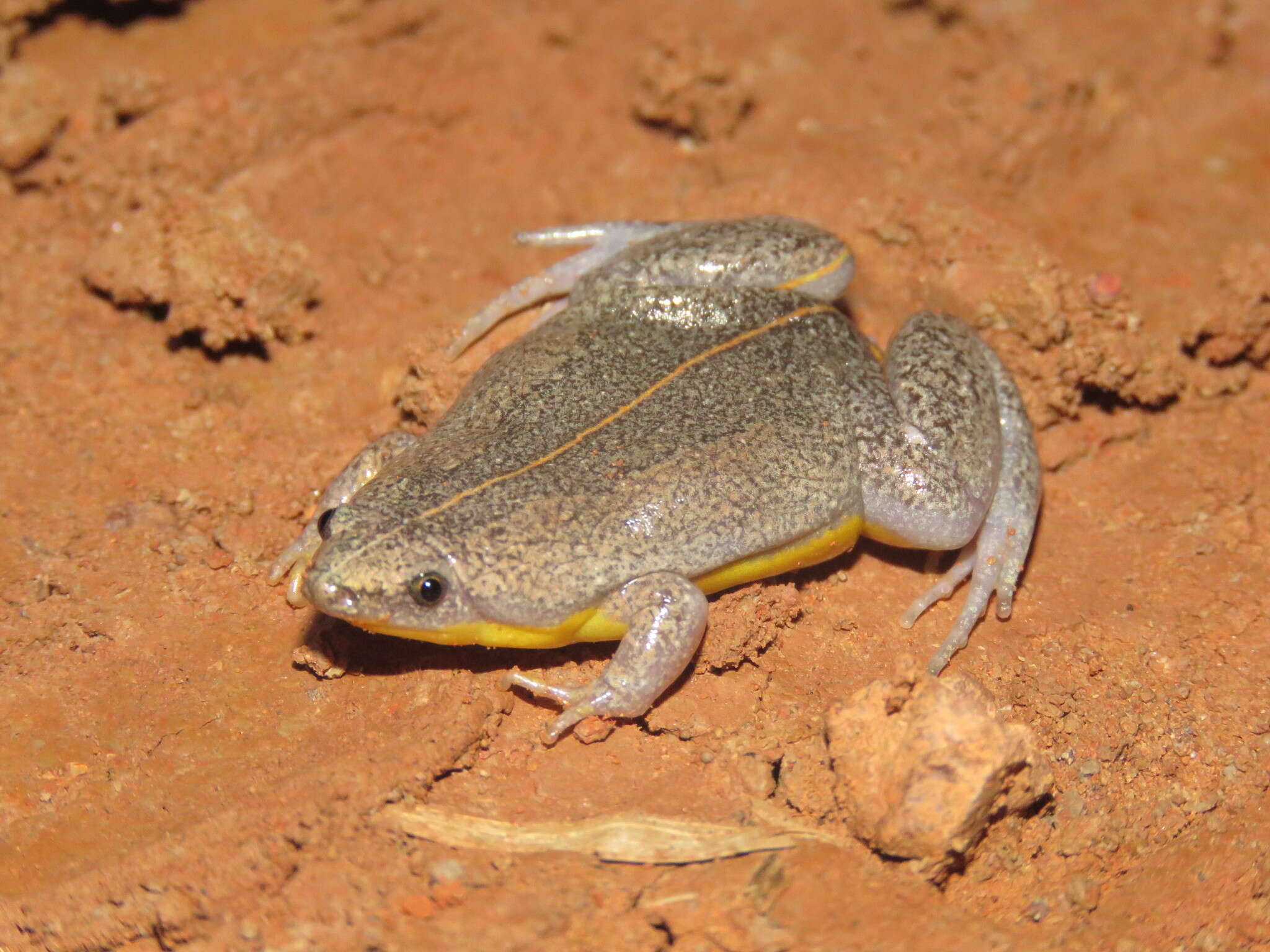 Image of Sapito Apuntado Bicolor