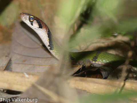 Image of Black-banded Keelback