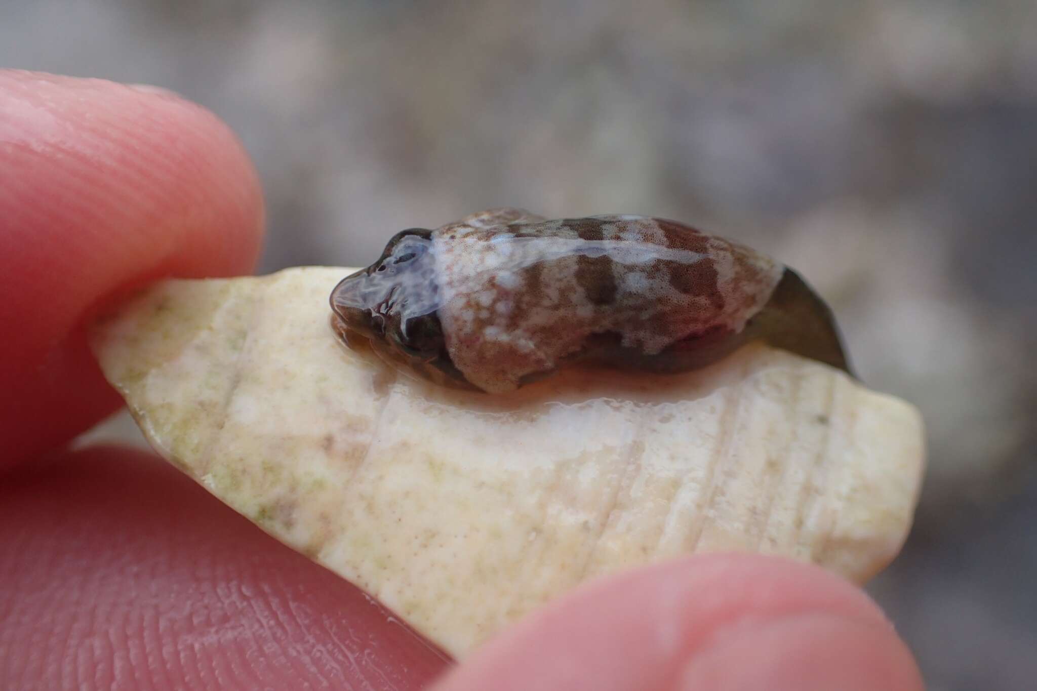 Image of Striped clingfish