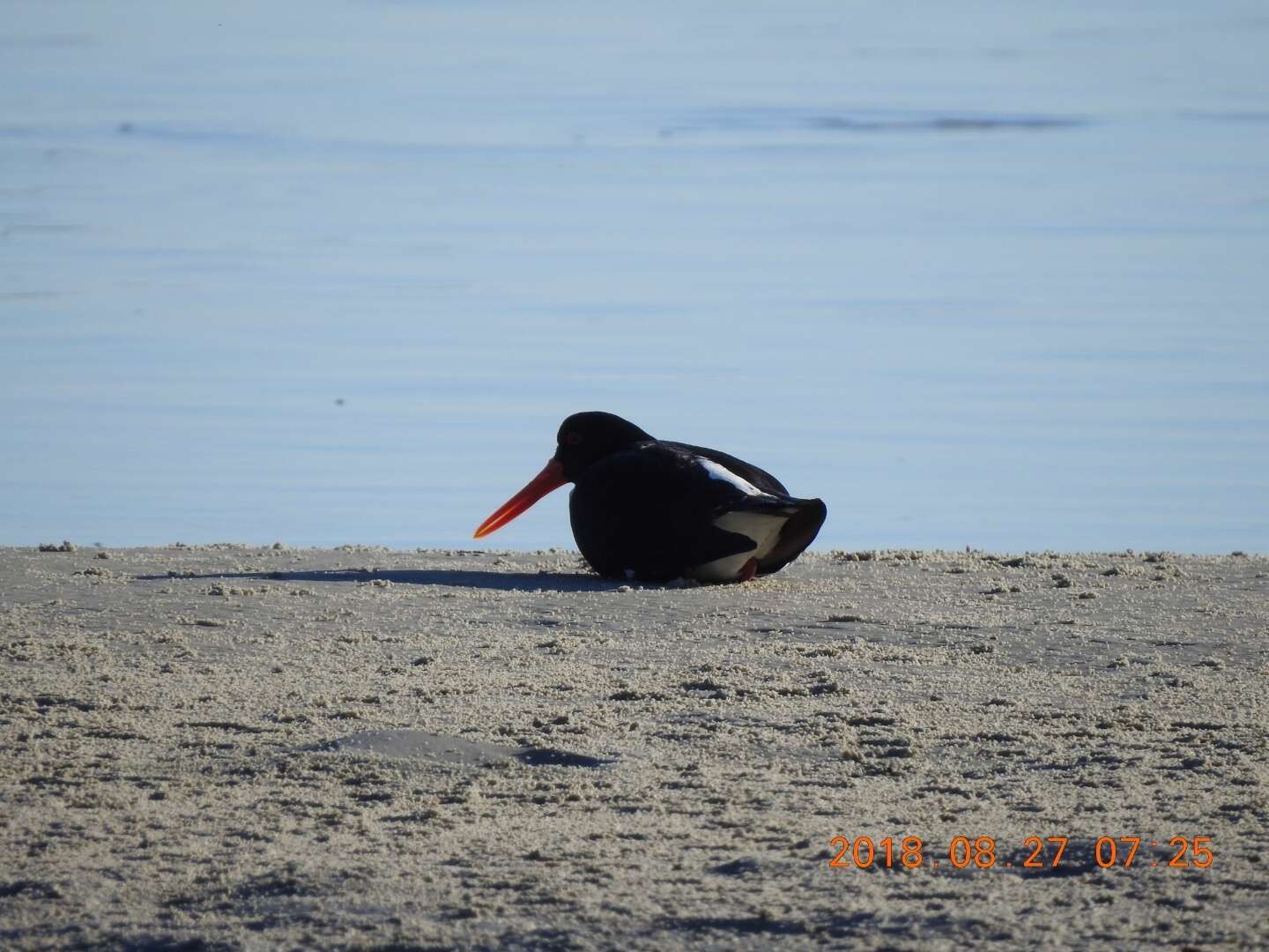 Image of Australian Pied Oystercatcher