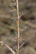 Image of Haemodorum spicatum R. Br.