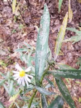 Image of white panicle aster