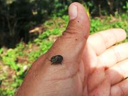 صورة Cyrtonota tristigma (Boheman 1850)