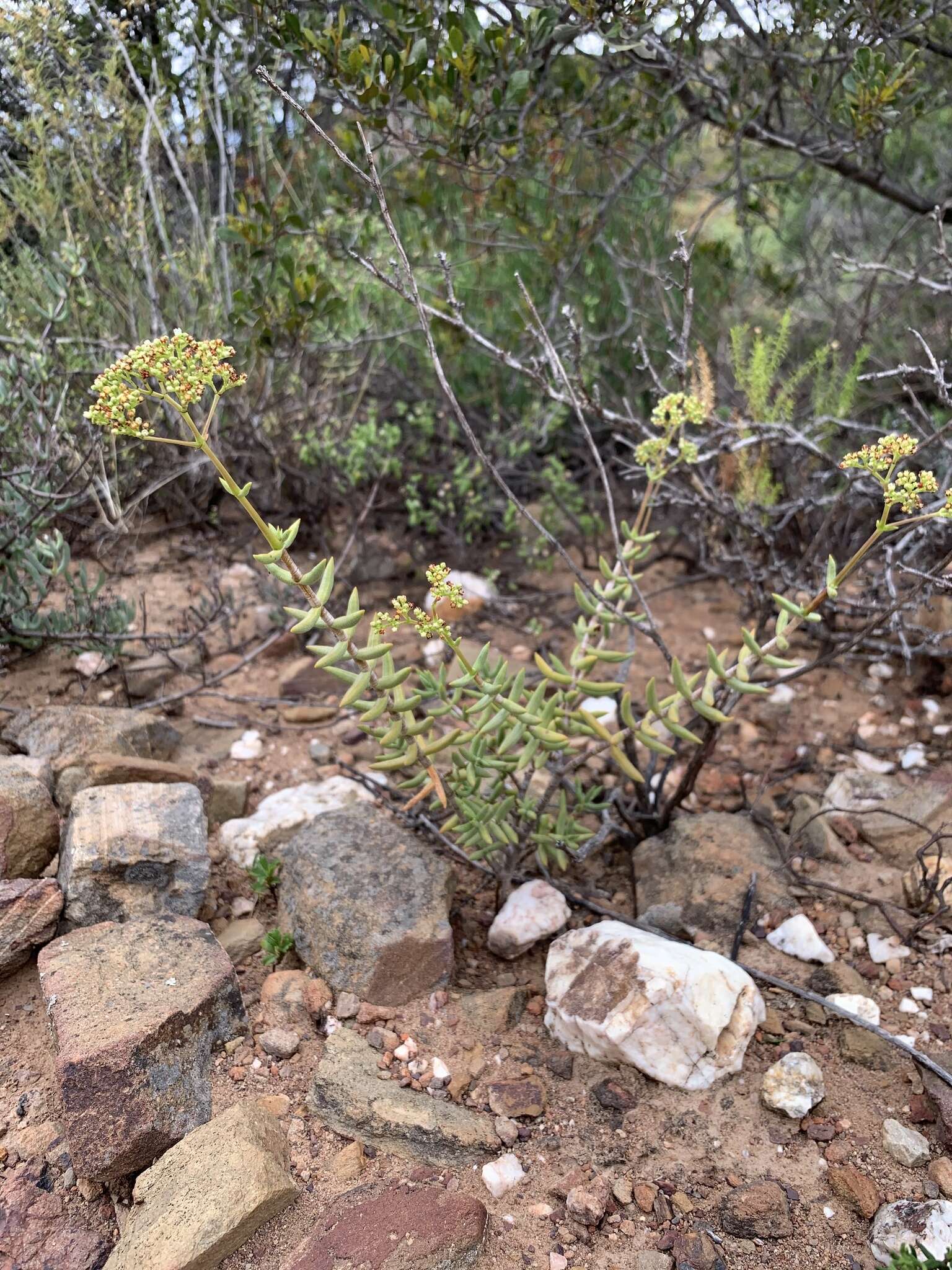 Crassula tetragona subsp. lignescens Tölken resmi