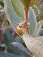 Image of Duguetia furfuracea (A. St.-Hil.) Saff.